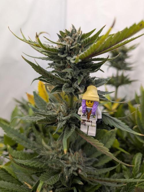 Kannabia Candy Cream Go Fast - Biotabs. Week 17 - D112