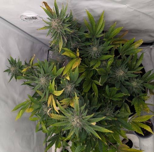 Kannabia Candy Cream Go Fast - Biotabs. Week 17 - D113