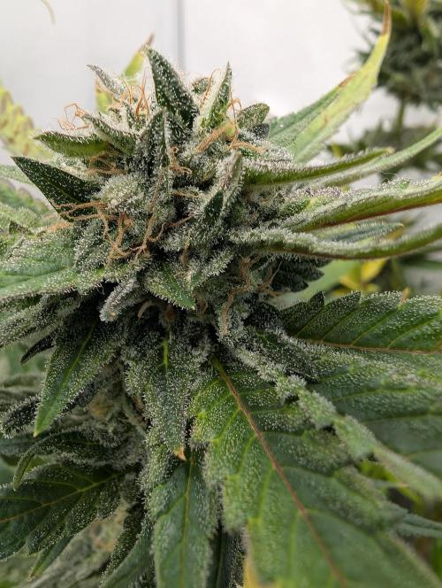 Kannabia Candy Cream Go Fast - Biotabs. Week 17 - D113