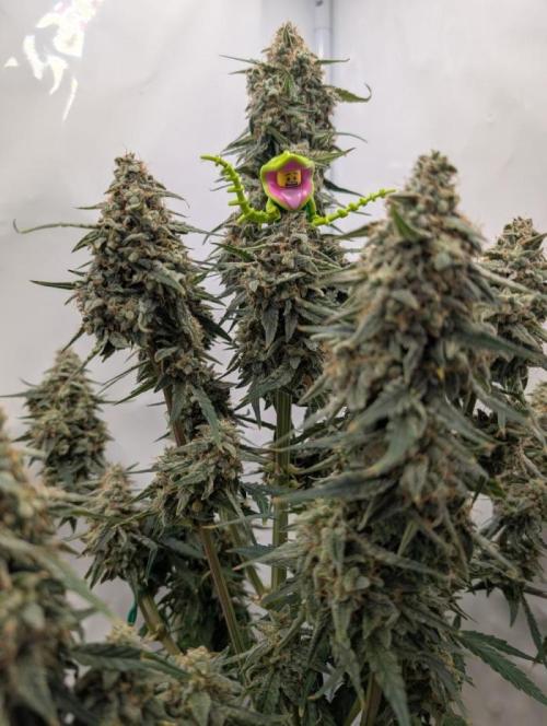 Grower Interview for Biotabs - kohlrabi. Week 1 - RQS Milky Way