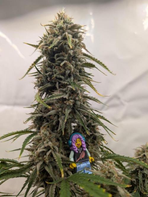 Grower Interview for Biotabs - kohlrabi. Week 1 - Mephisto Forum Stomper