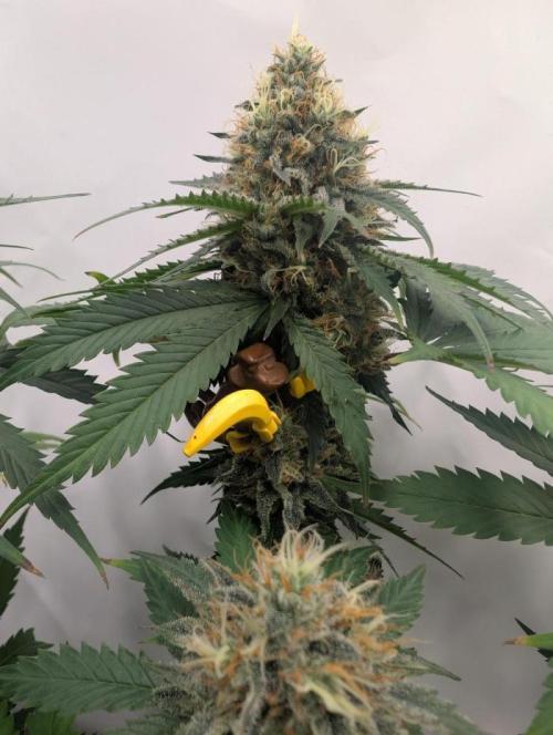 Grower Interview for Biotabs - kohlrabi. Week 1 - Kannabia Apples & BAnanas