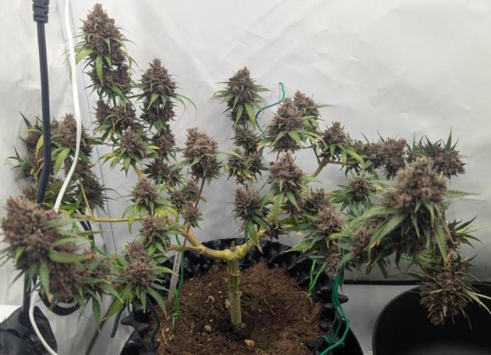 Grower Interview for Biotabs - kohlrabi. Week 1 - SweetSeeds Red Hot Cookies
