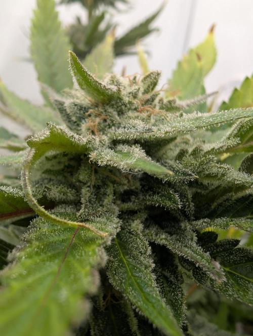 Kannabia Candy Cream Go Fast - Biotabs. Week 18