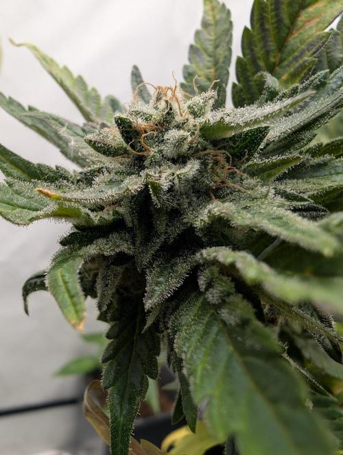 Kannabia Candy Cream Go Fast - Biotabs. Week 18