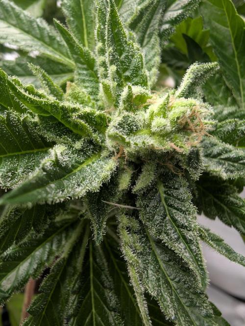 Kannabia Candy Cream Go Fast - Biotabs. Week 18