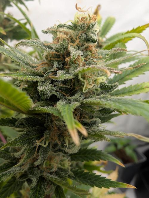 Kannabia Sunset Sherbet Go Fast  Biotabs. Week 18