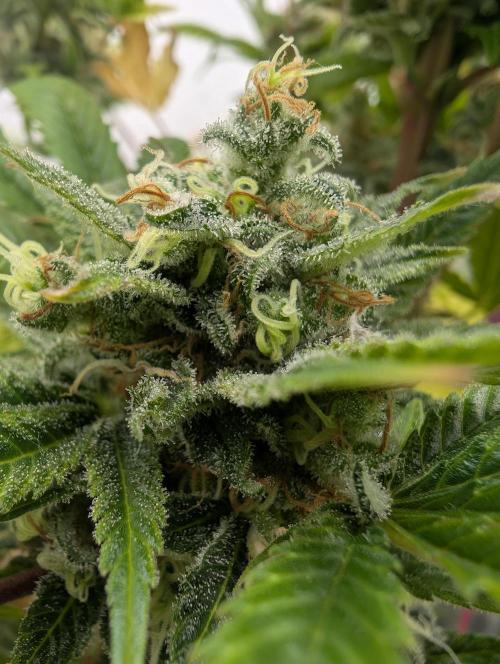 Kannabia Sunset Sherbet Go Fast  Biotabs. Week 18