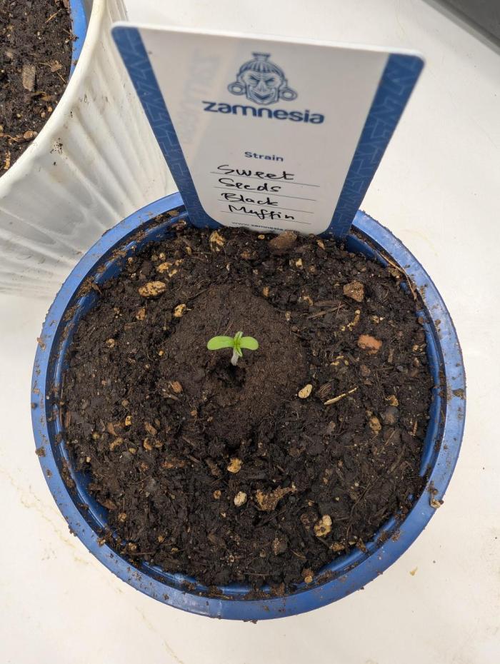 Black Muffin Biotabs x Autopot lazy grow. Week 0 - Day 1