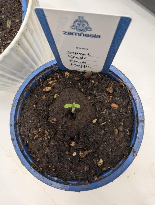 Black Muffin F1 Fast Version. Week 0