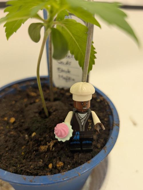 Black Muffin F1 Fast Version. Week 1