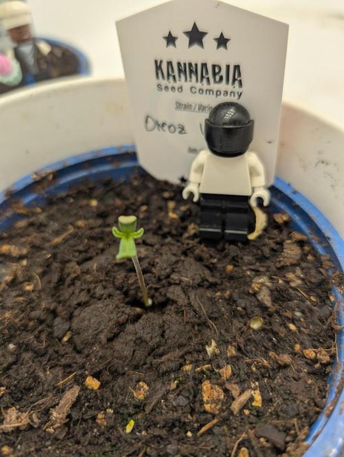 Oreoz USA Biotabs x Autopot lazy grow. Week 0 - Day 1