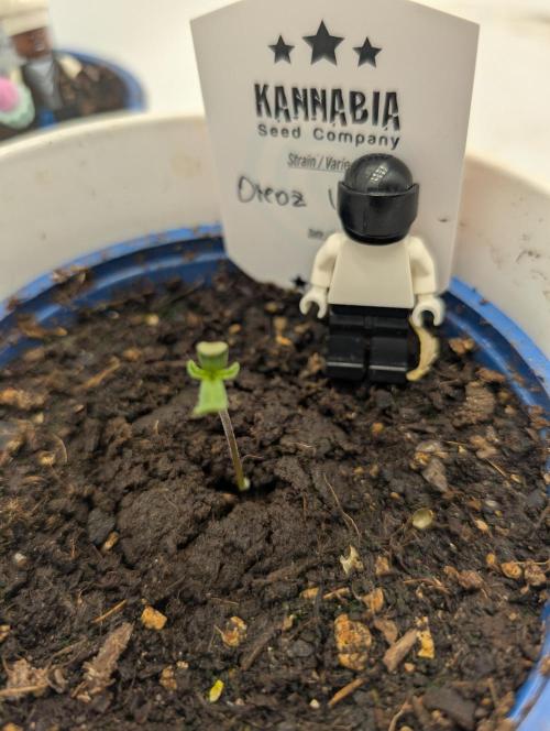 Ambient R120. Week 0