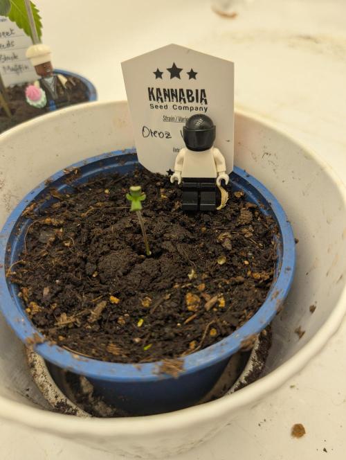 Oreoz USA Biotabs x Autopot lazy grow. Week 0