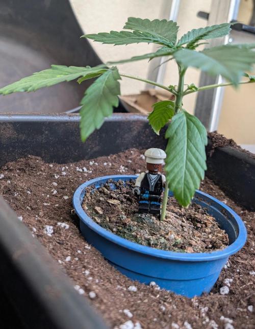 Black Muffin Biotabs x Autopot lazy grow. Week 2 - D15