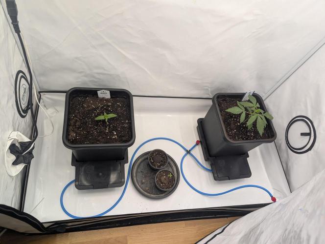 Black Muffin Biotabs x Autopot lazy grow. Week 2 - D15