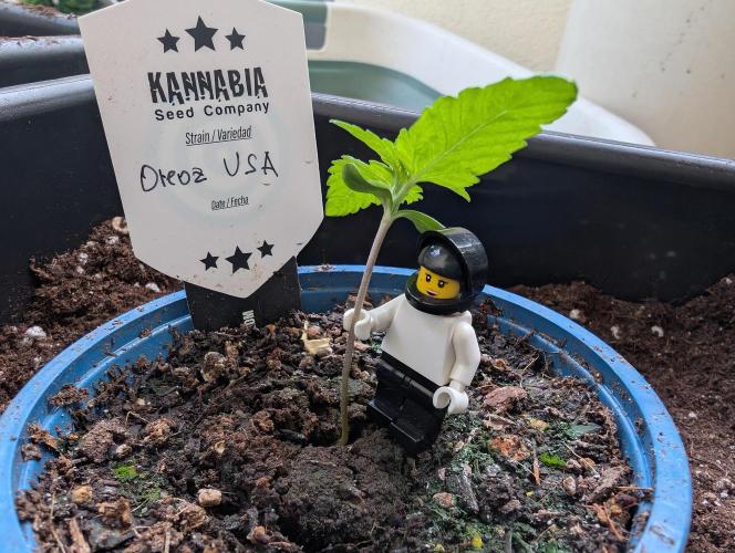 Oreoz USA Biotabs x Autopot lazy grow. Week 1 - D8