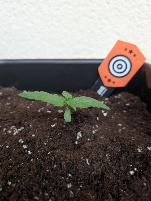 Oreoz USA Biotabs x Autopot lazy grow. Week 1 - D8