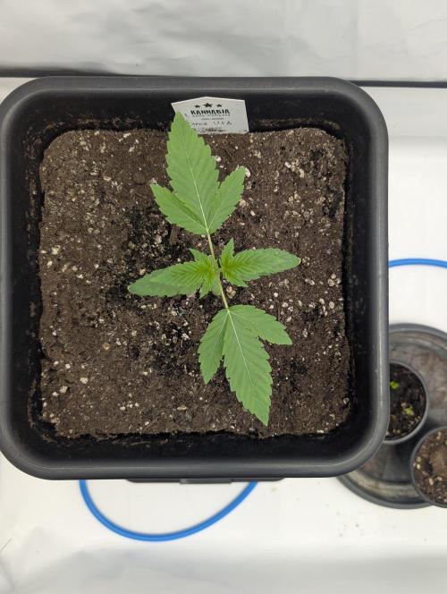 Oreoz USA Biotabs x Autopot lazy grow. Week 2 - D15