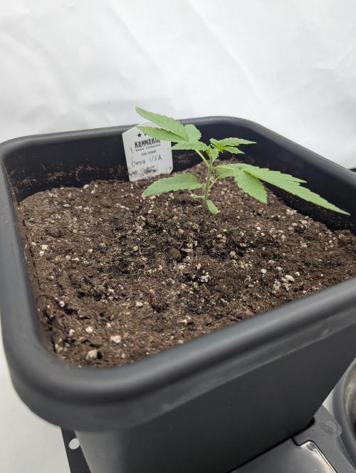 Oreoz USA Biotabs x Autopot lazy grow. Week 2 - D15