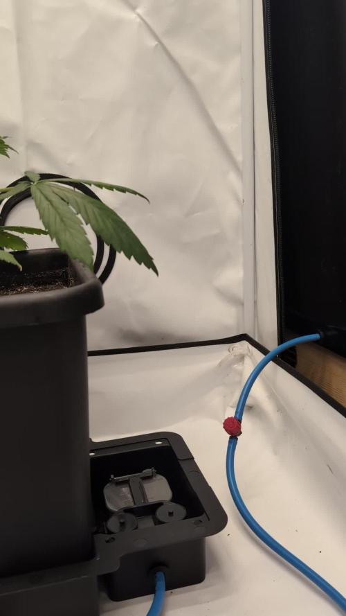 Oreoz USA Biotabs x Autopot lazy grow