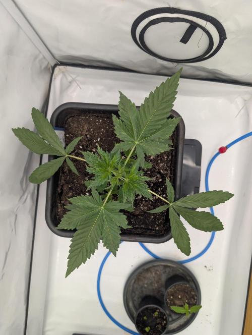 Black Muffin Biotabs x Autopot lazy grow. Week 3 - D24