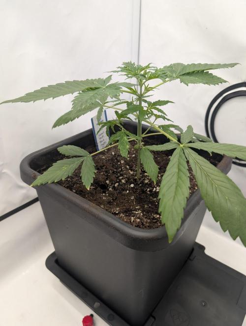 Black Muffin Biotabs x Autopot lazy grow. Week 3 - D24