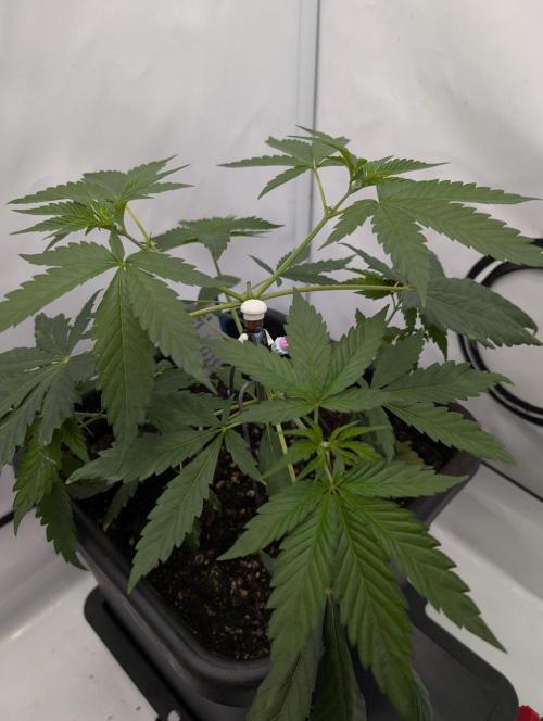 Black Muffin Biotabs x Autopot lazy grow. Week 4 - D29