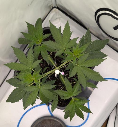 Black Muffin Biotabs x Autopot lazy grow. Week 4 - D29