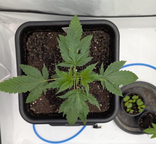 Oreoz USA Biotabs x Autopot lazy grow. Week 3 - D22