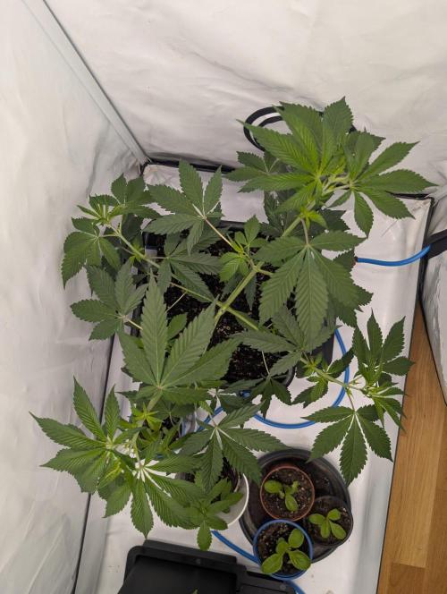Black Muffin Biotabs x Autopot lazy grow. Week 5