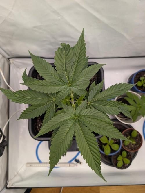 Oreoz USA Biotabs x Autopot lazy grow. Week 4