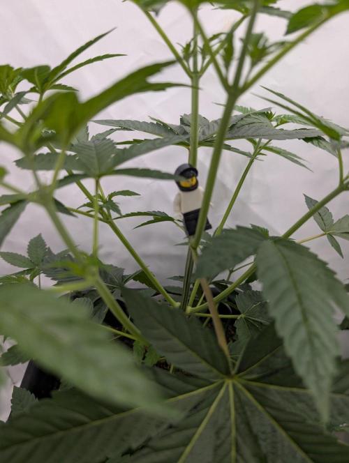 Oreoz USA Biotabs x Autopot lazy grow. Week 5