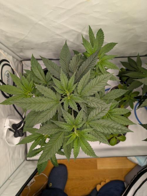 Ambient R120. Week 5