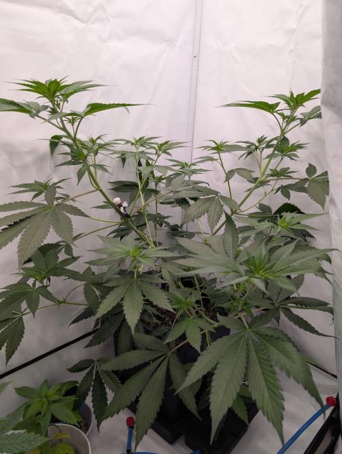 Black Muffin Biotabs x Autopot lazy grow. Week 6