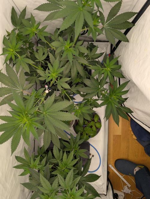 Black Muffin F1 Fast Version. Week 6
