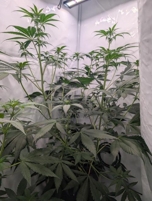 Black Muffin F1 Fast Version. Week 7
