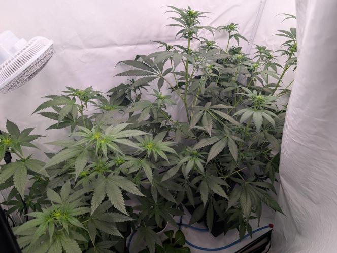 Ambient R120. Week 6
