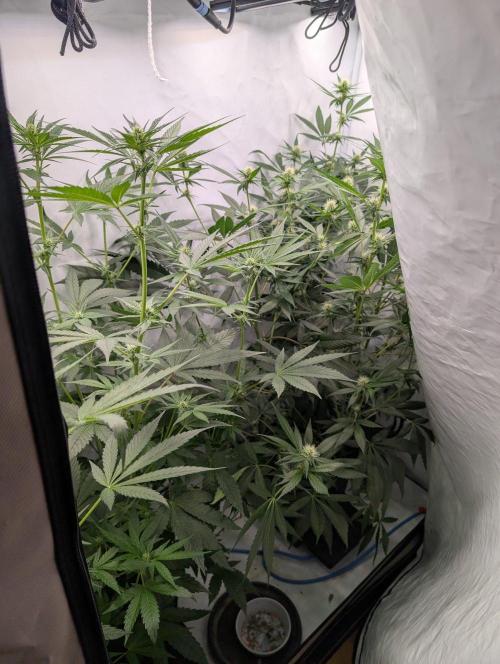 Black Muffin Biotabs x Autopot lazy grow. Week 8