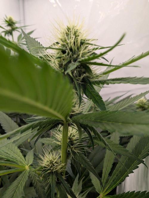 Black Muffin Biotabs x Autopot lazy grow. Week 8