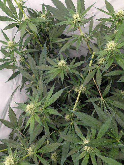 Black Muffin F1 Fast Version. Week 8