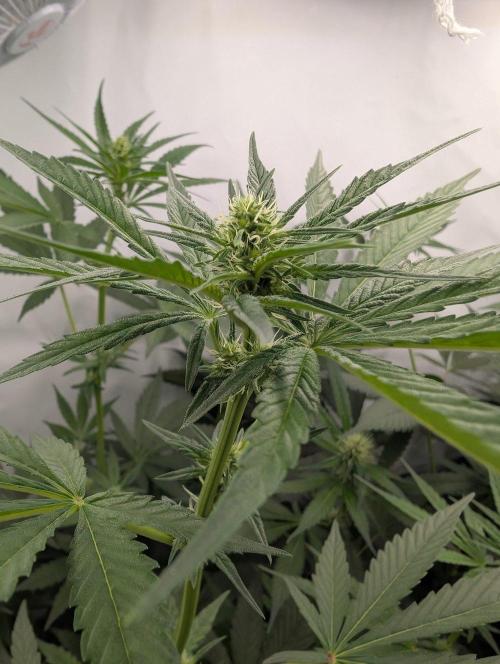 Oreoz USA Biotabs x Autopot lazy grow. Week 7