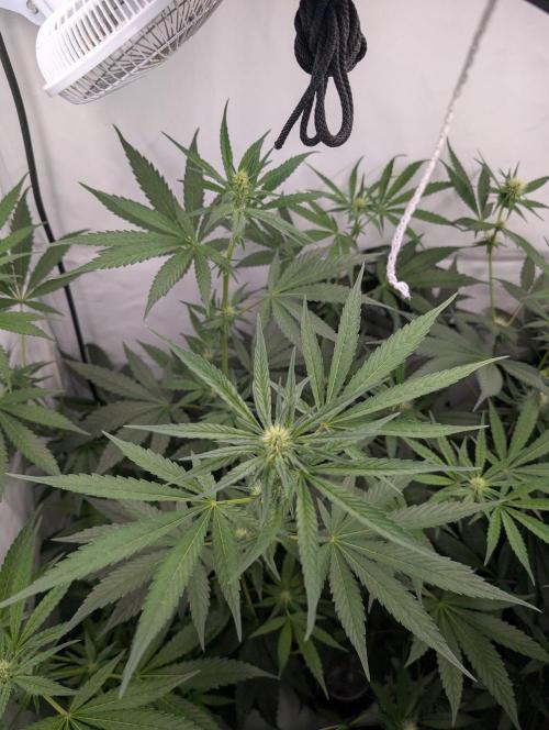 Oreoz USA Biotabs x Autopot lazy grow. Week 7