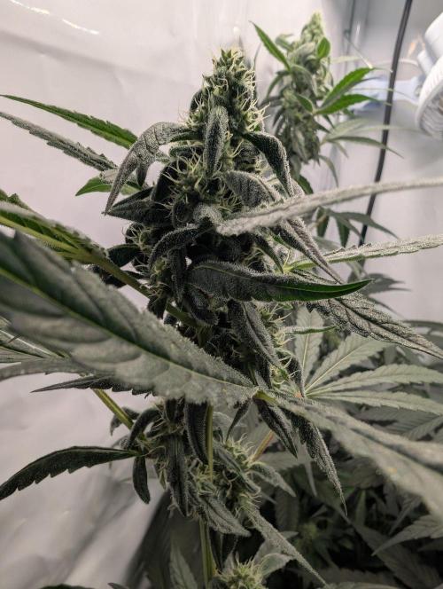 Oreoz USA Biotabs x Autopot lazy grow. Week 9