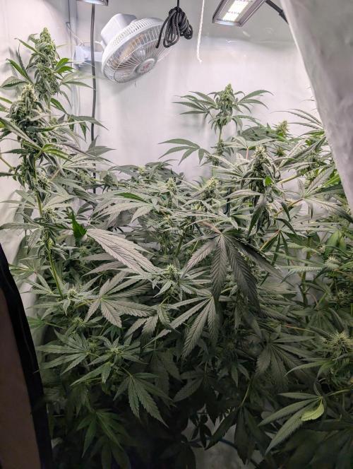 Oreoz USA Biotabs x Autopot lazy grow. Week 9