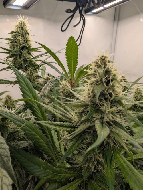 Black Muffin Biotabs x Autopot lazy grow. Week 10