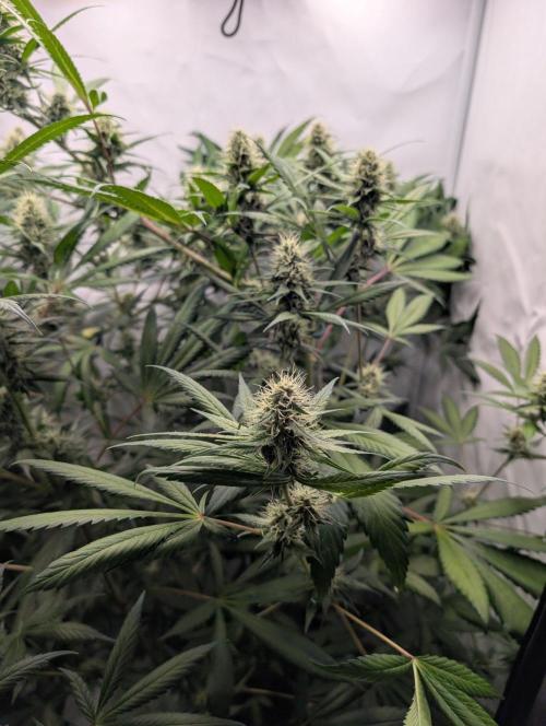 Black Muffin Biotabs x Autopot lazy grow. Week 10