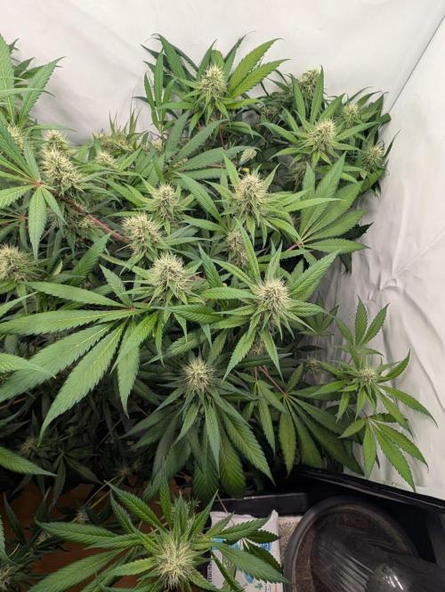 Black Muffin F1 Fast Version. Week 10