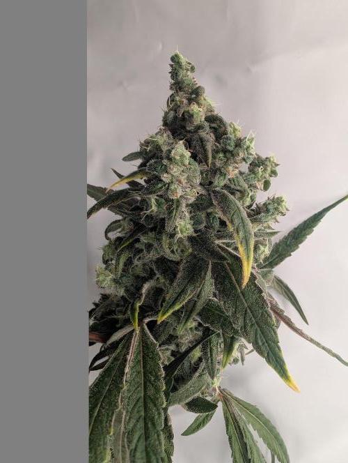 Oreoz USA Biotabs x Autopot lazy grow. Week 14