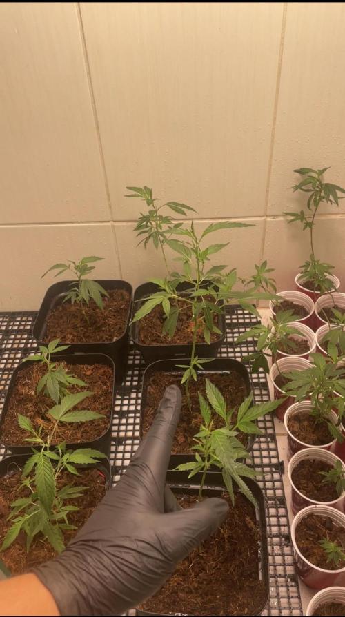 Magic Terp. Week 1 - Propagation to Veg

3  Emerald Syrup
3  24k
3 Jockerz Candy 